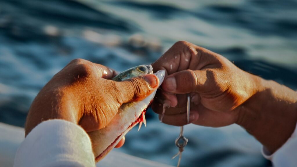 Pesca da diporto sportiva Cilento